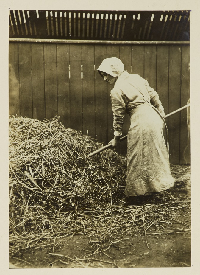 Getting in vetches for calves, University of Leeds War Work 1914-1916